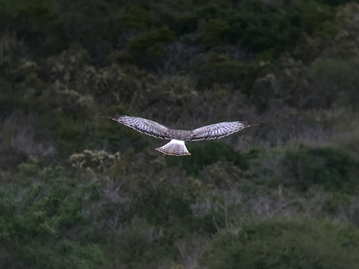 זרון אמריקני - ML646752353