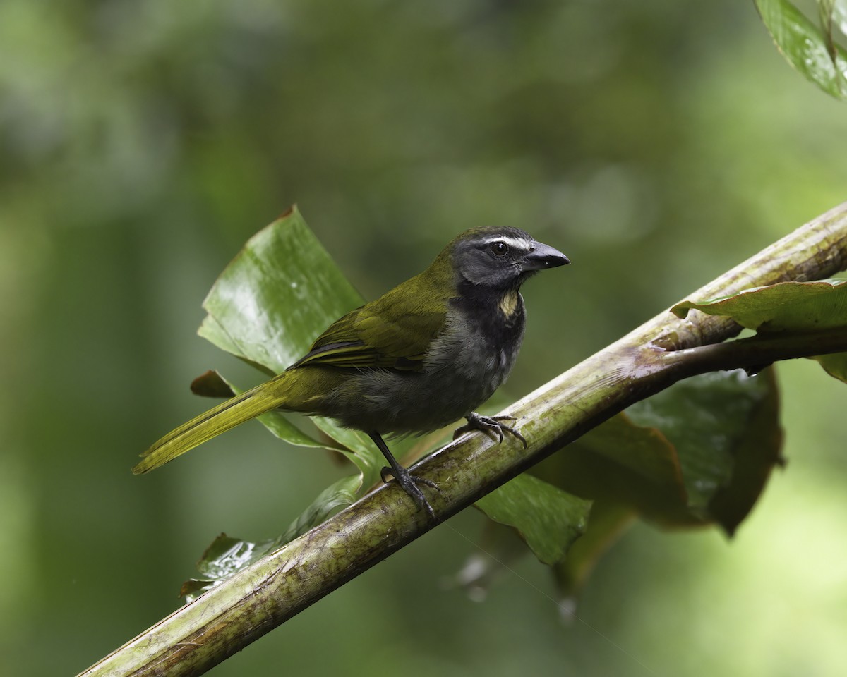 brunstrupesaltator - ML646752354