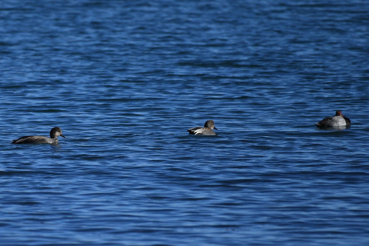 Boz Ördek - ML646752355