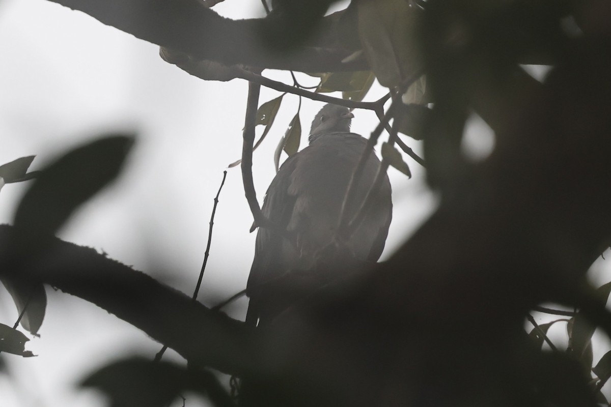 Nilgiri Wood-Pigeon - ML646752358