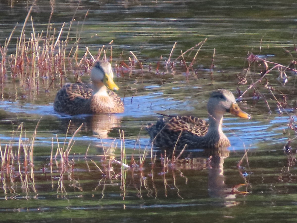 Mottled Duck - ML646752359