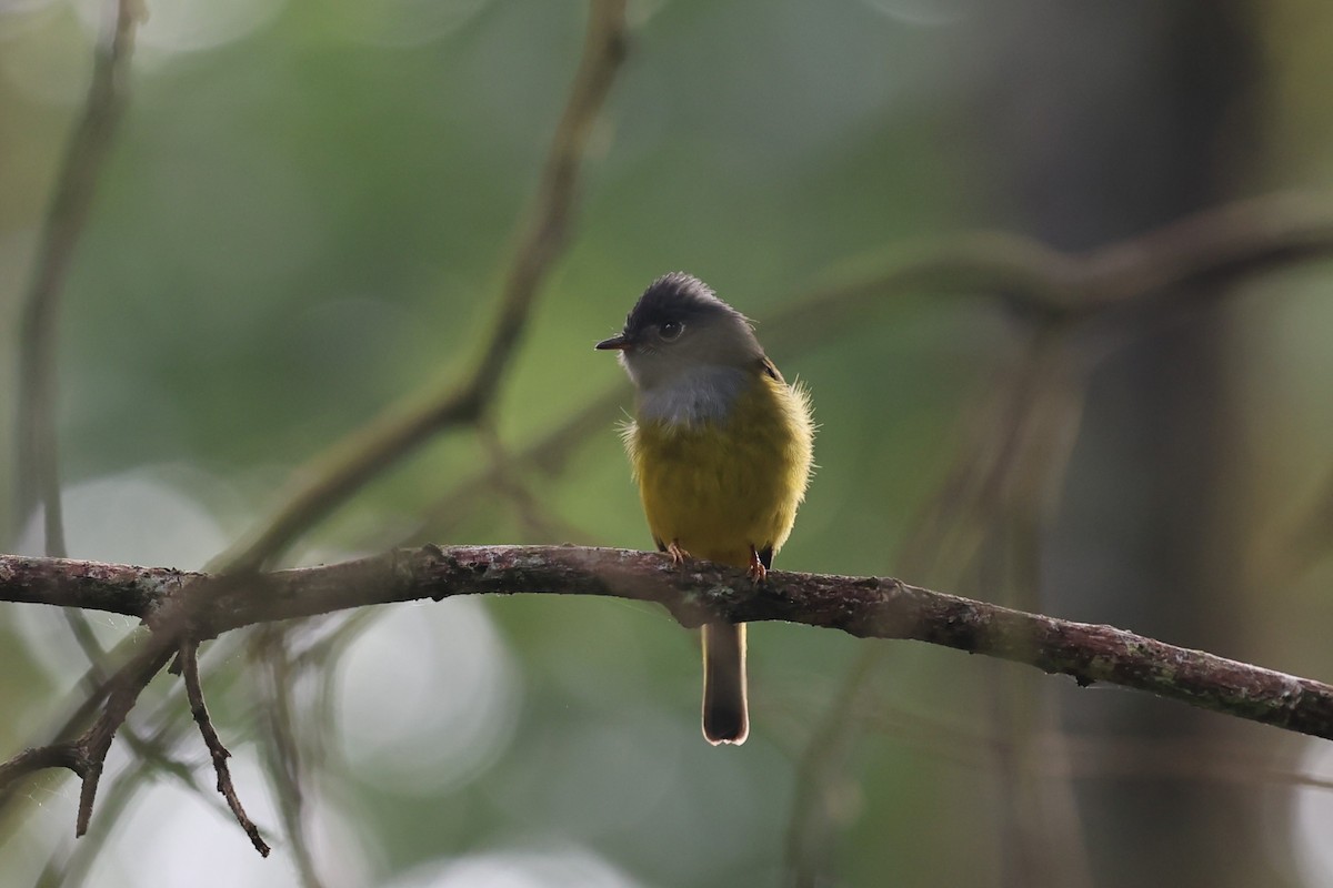 Gray-headed Canary-Flycatcher - ML646752363