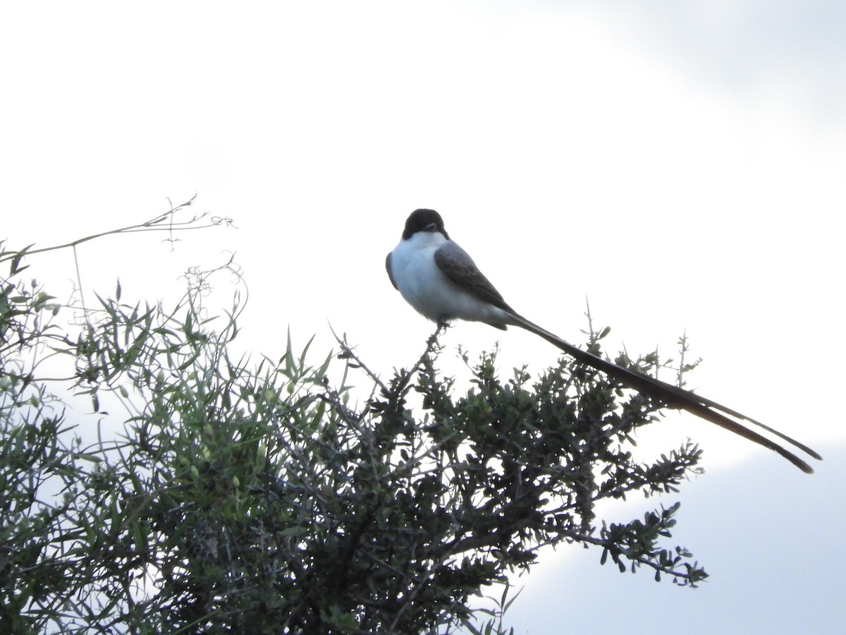 Savan Tiranı - ML646752365