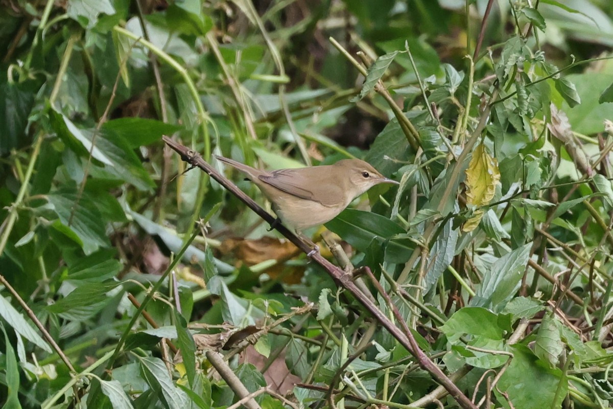 Cannaiola di Blyth - ML646752368