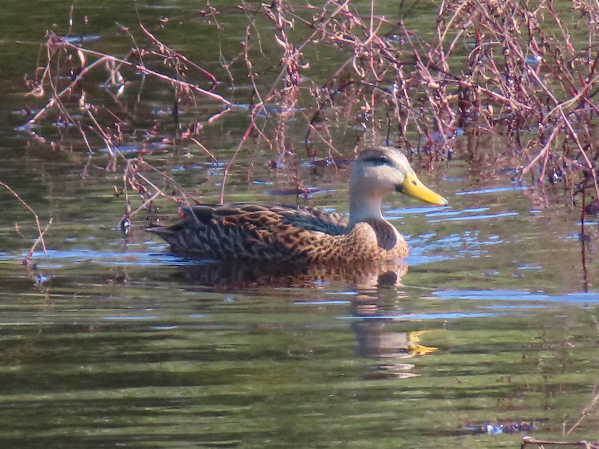 Mottled Duck - ML646752370