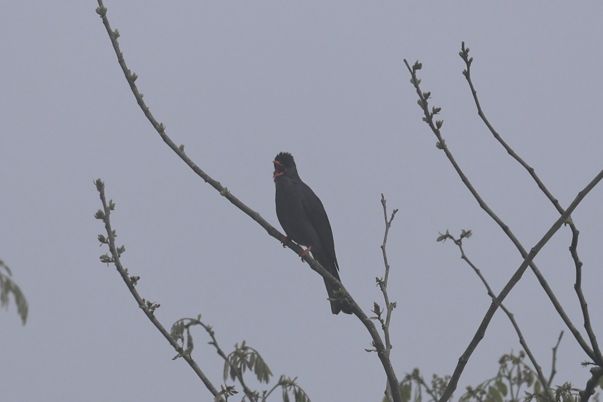 Square-tailed Bulbul - ML646752372