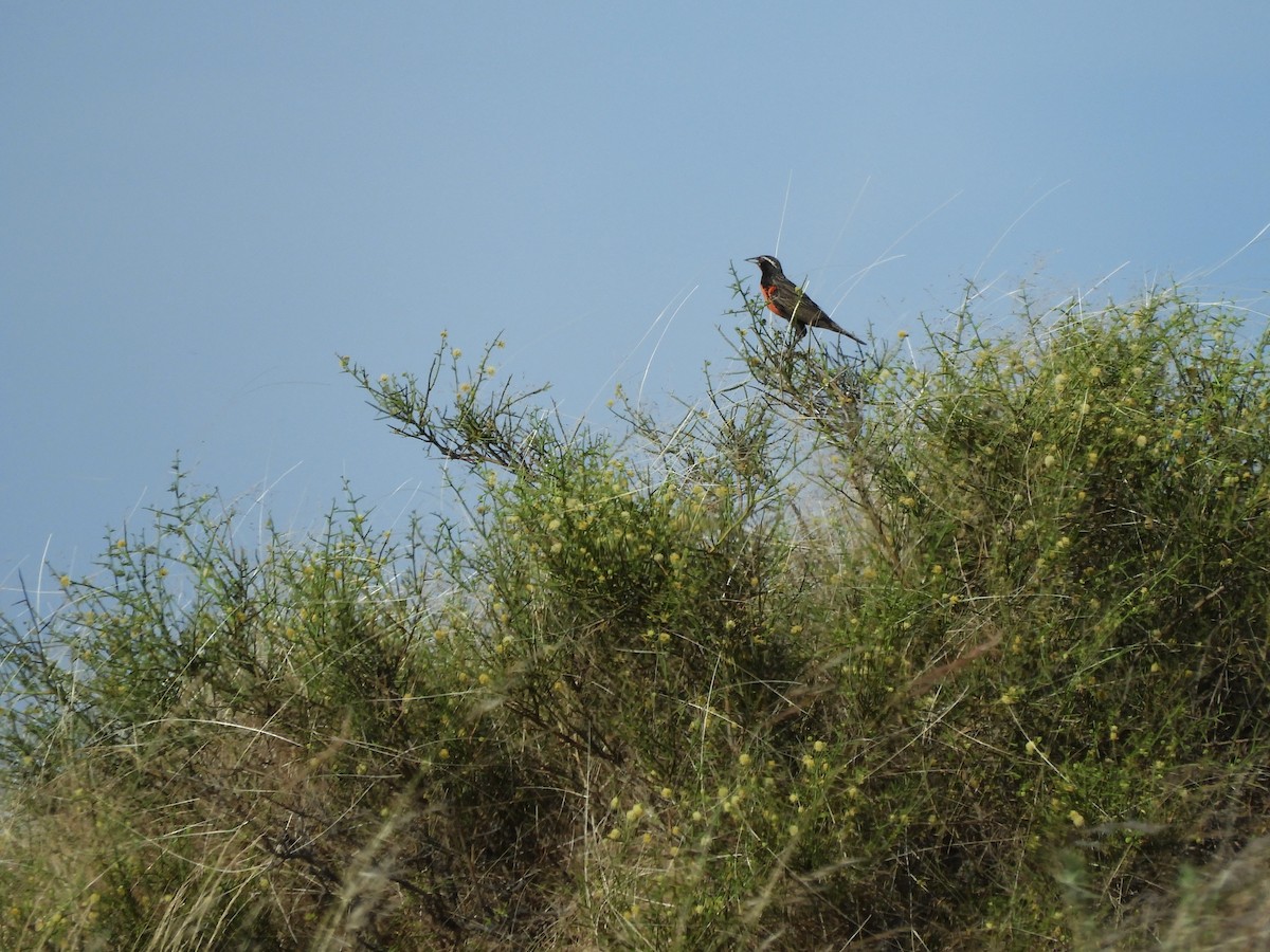 Uzun Kuyruklu Loyka - ML646752373