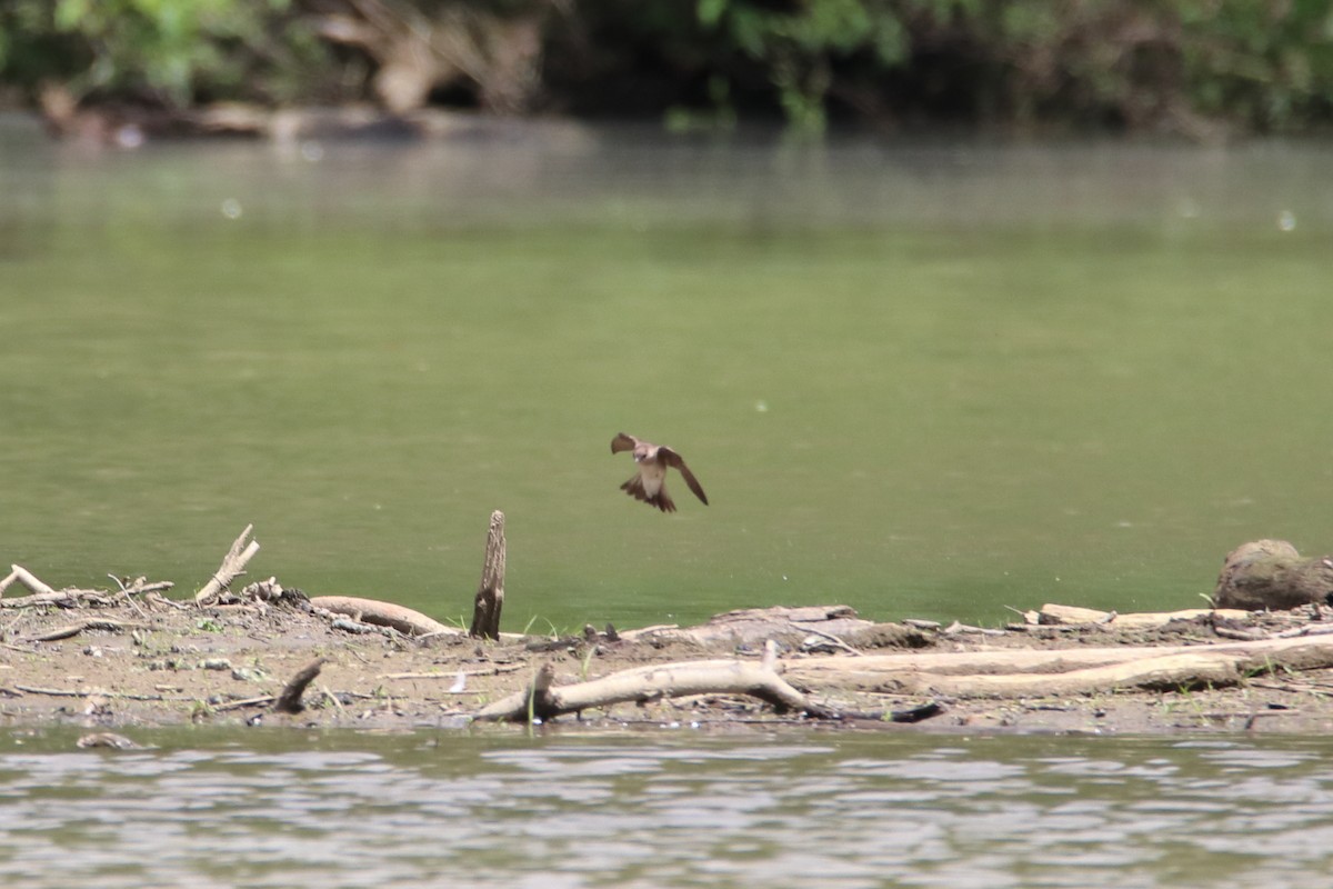 Northern Rough-winged Swallow - ML646752374