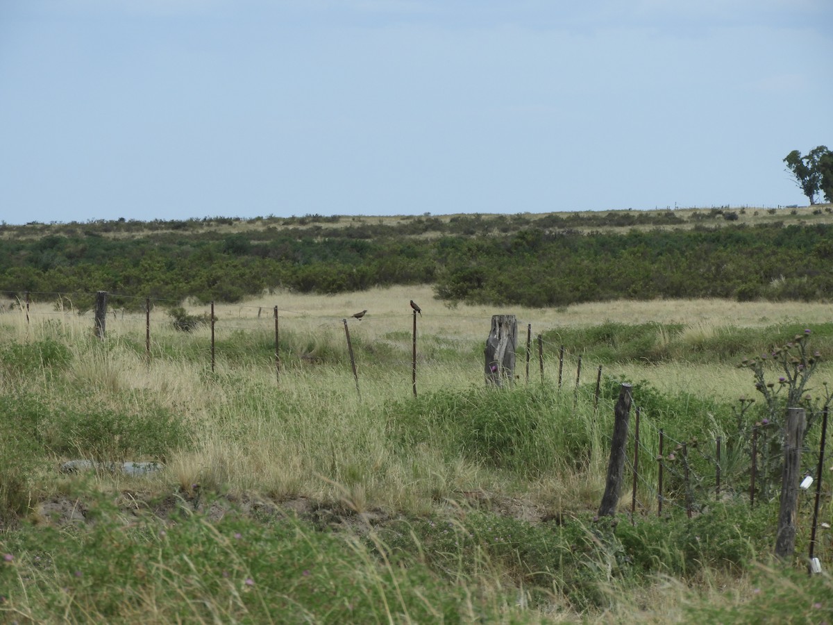 Uzun Kuyruklu Loyka - ML646752376