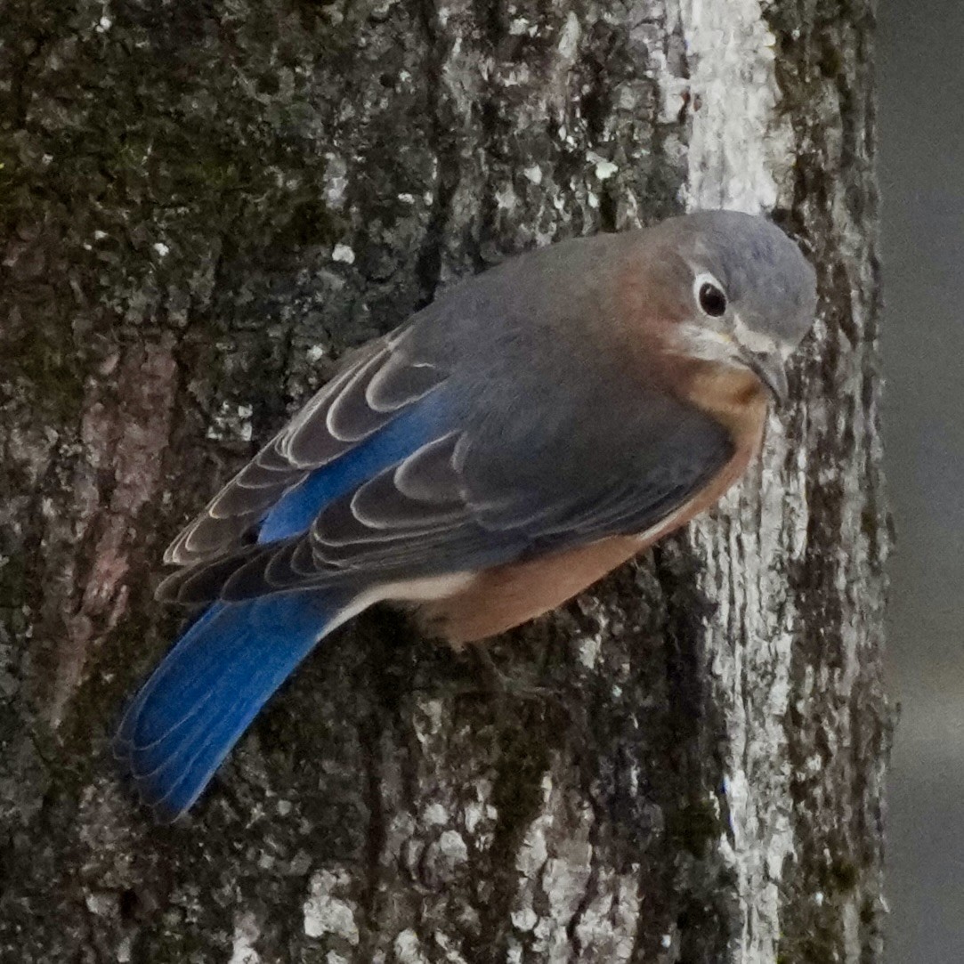 Azulejo Oriental - ML646752382