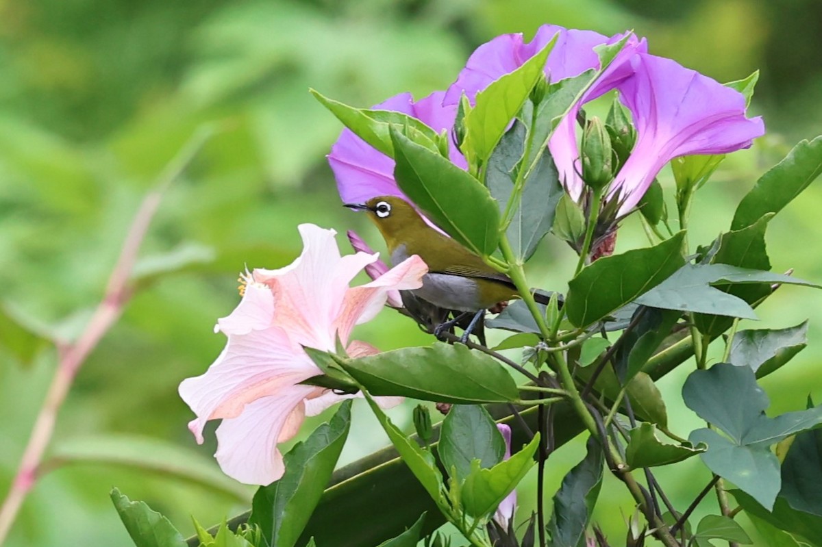 Indian White-eye - ML646752383