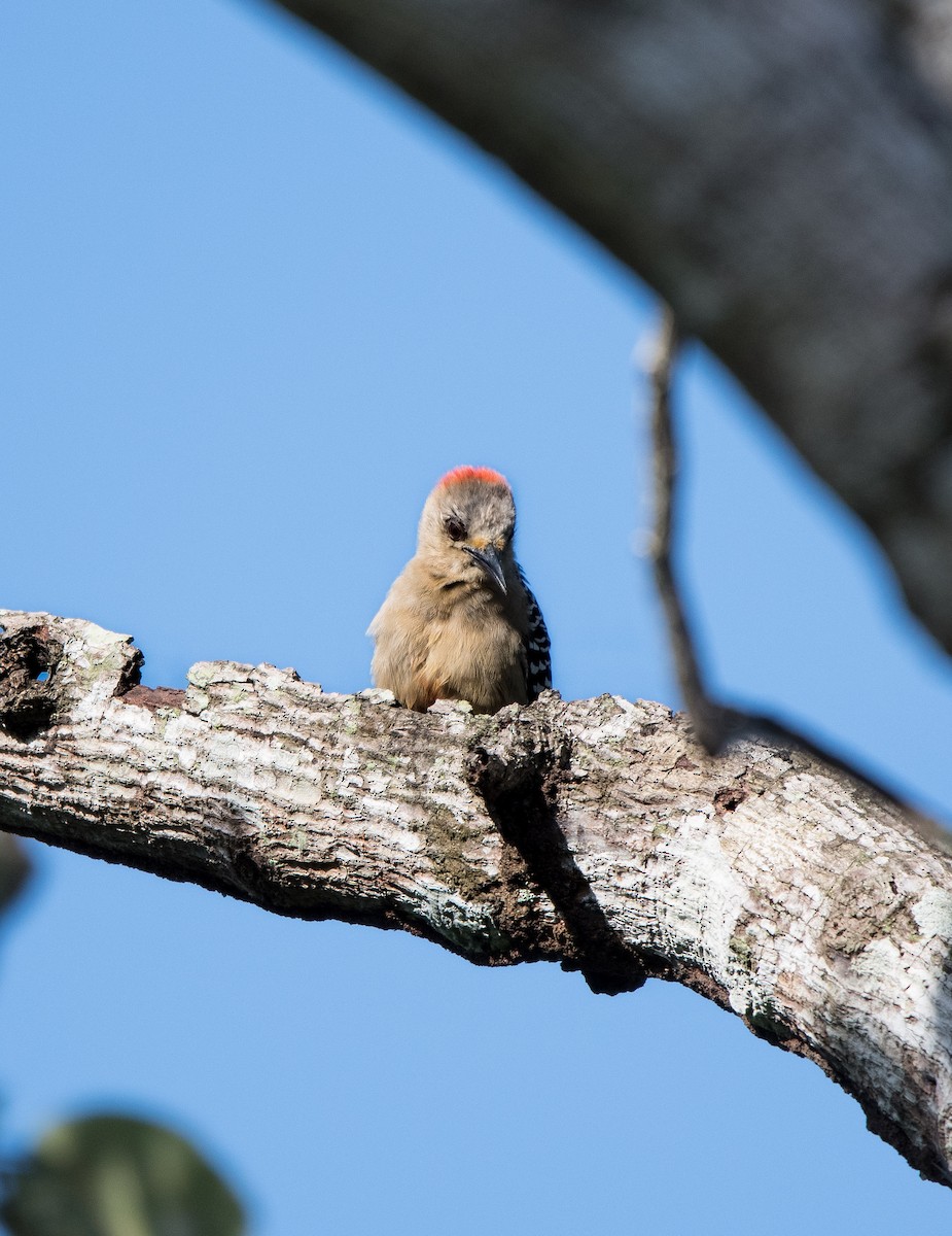 シロビタイシマセゲラ - ML646752387