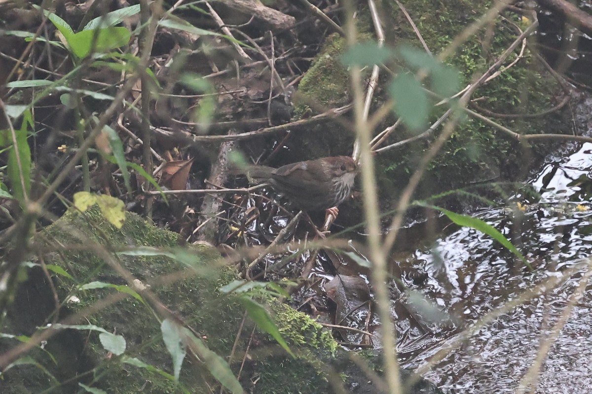 Puff-throated Babbler - ML646752389
