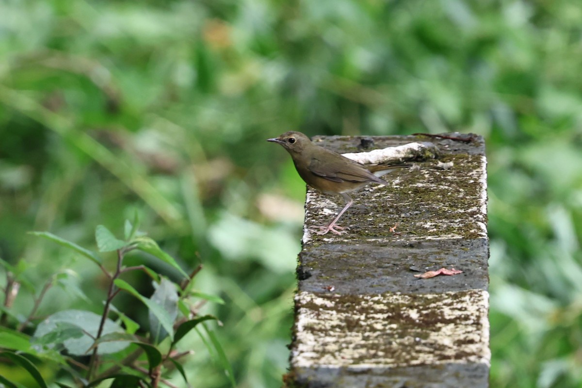 Indian Blue Robin - ML646752391