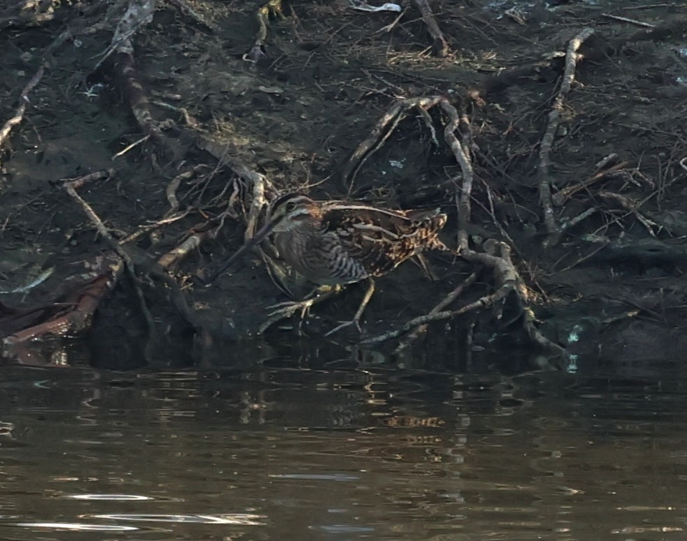 Agachadiza Común - ML646752392