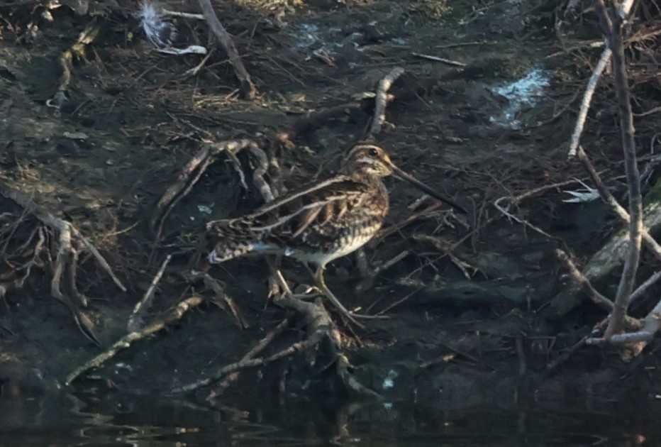 Agachadiza Común - ML646752393