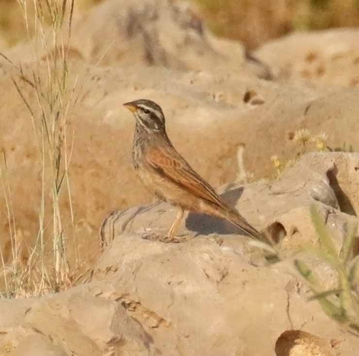 Пёстрая овсянка - ML646752395