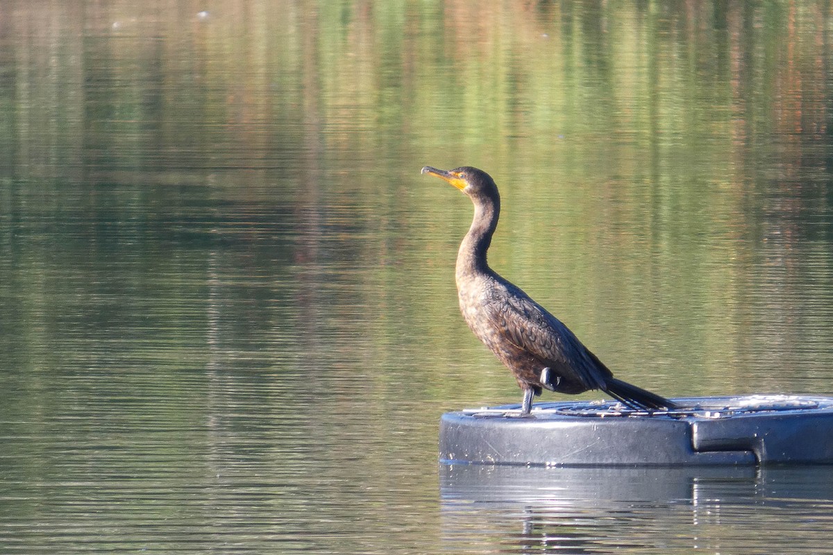 Double-crested Cormorant - ML646752397
