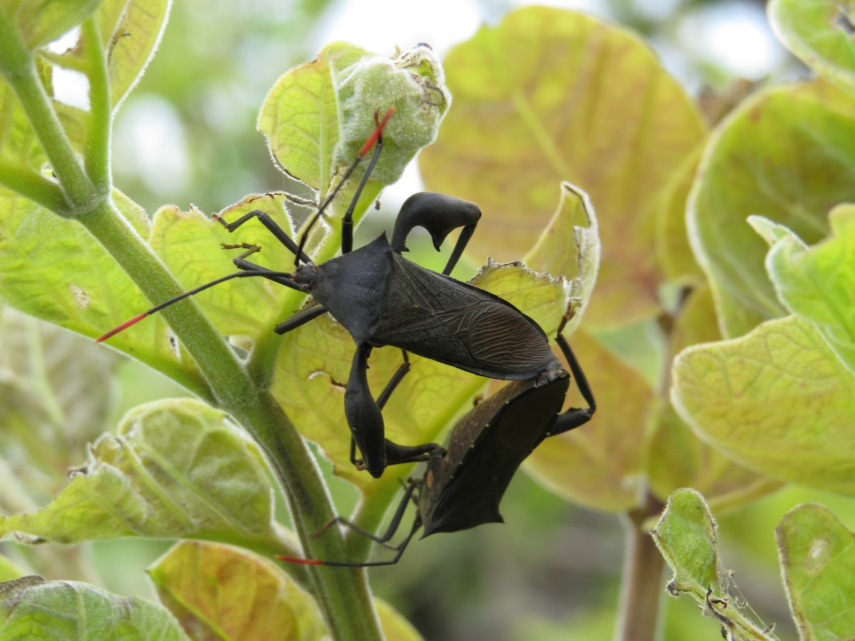 Leaf-footed Bugs - ML646752398