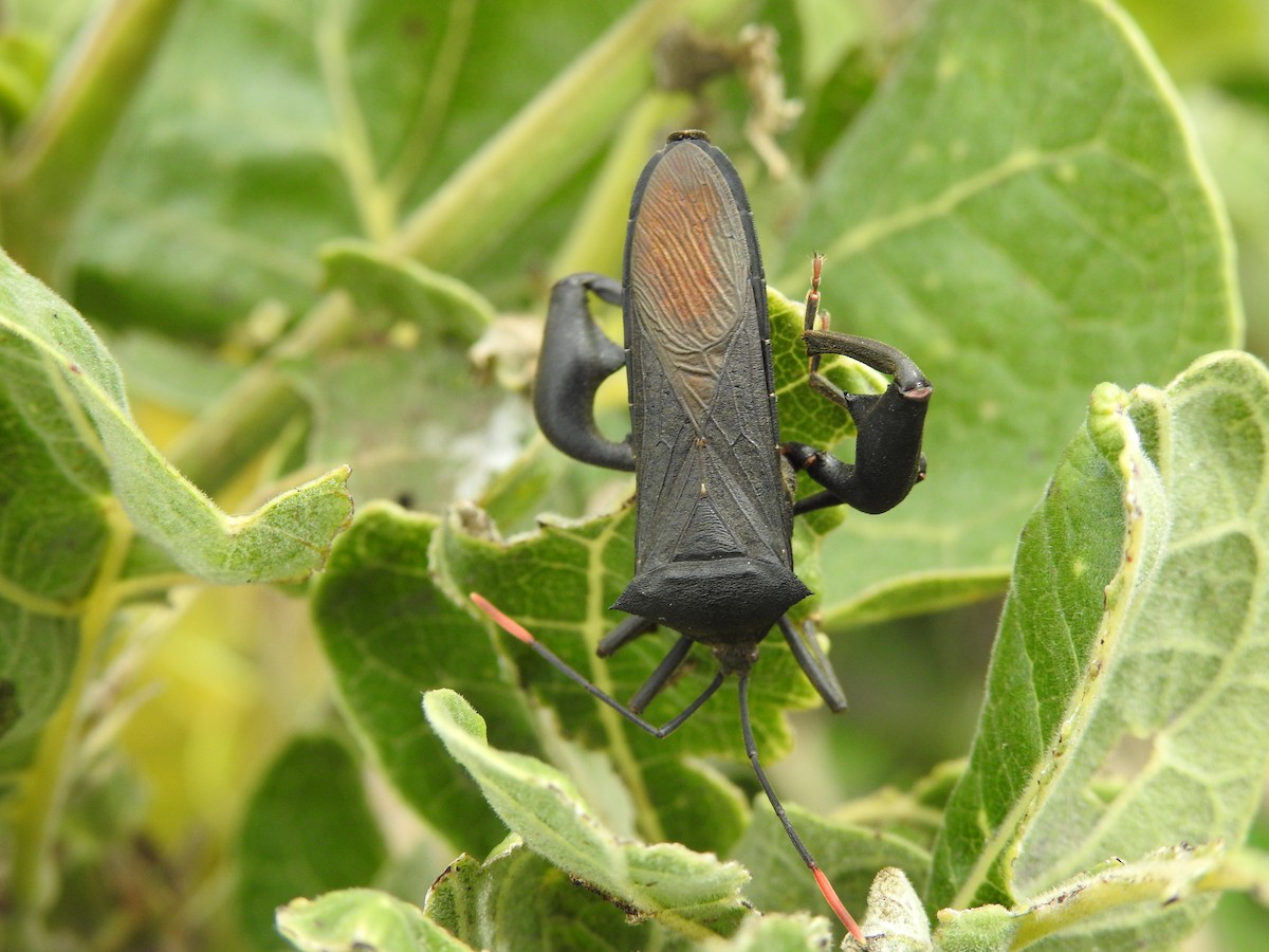 Leaf-footed Bugs - ML646752400