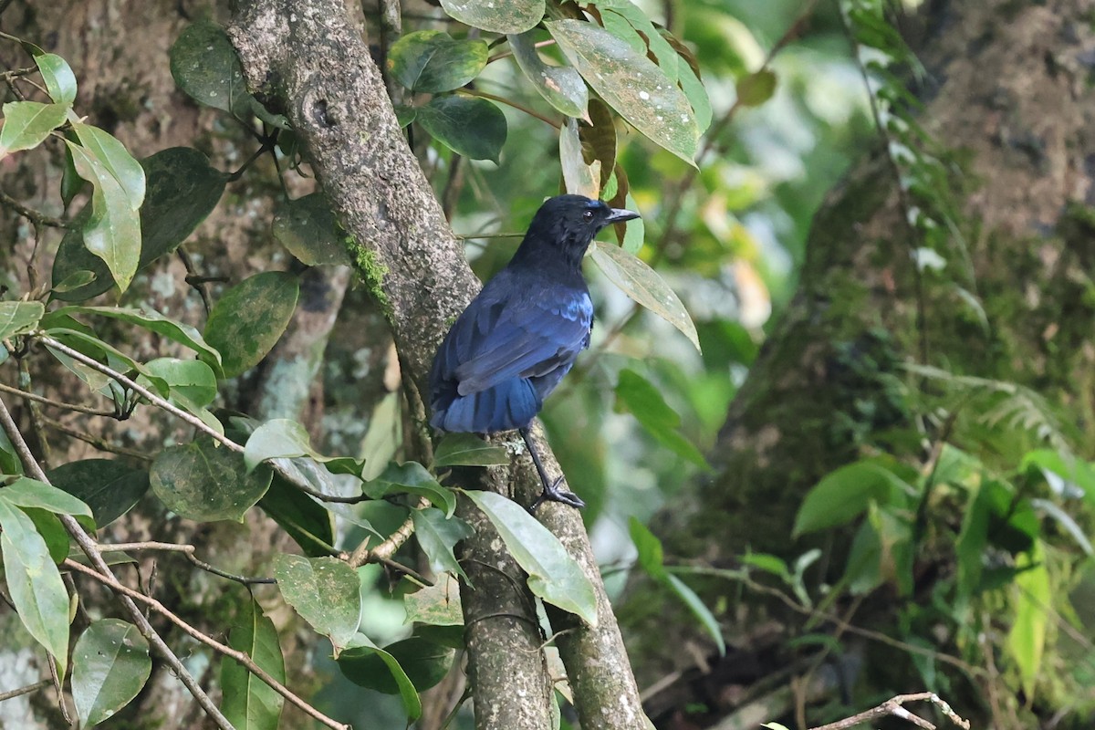 Malabar Whistling-Thrush - ML646752402