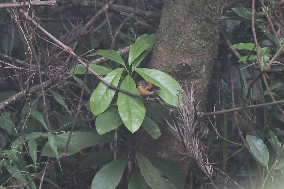 Black-and-orange Flycatcher - ML646752405