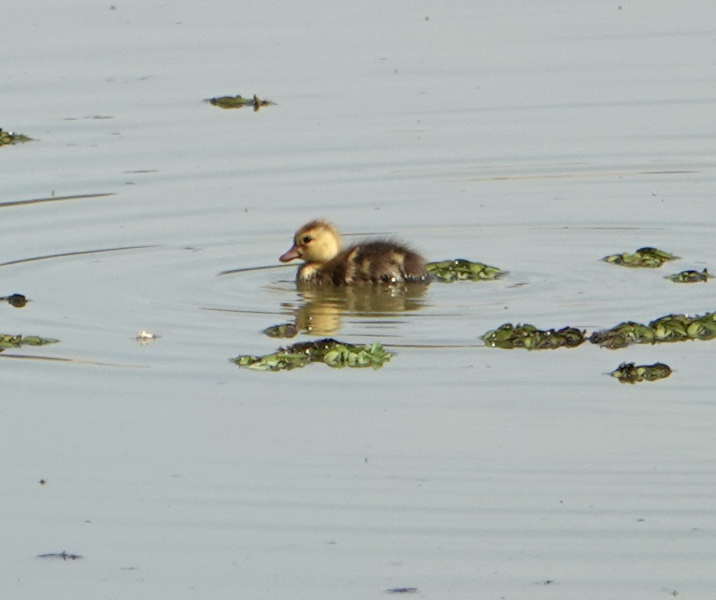 Rosy-billed Pochard - ML646752406