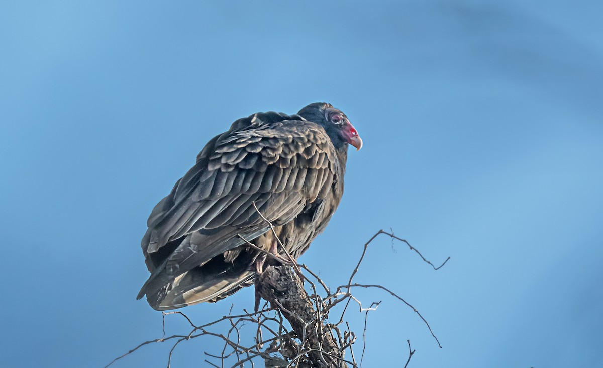 Aura Gallipavo - ML646752409