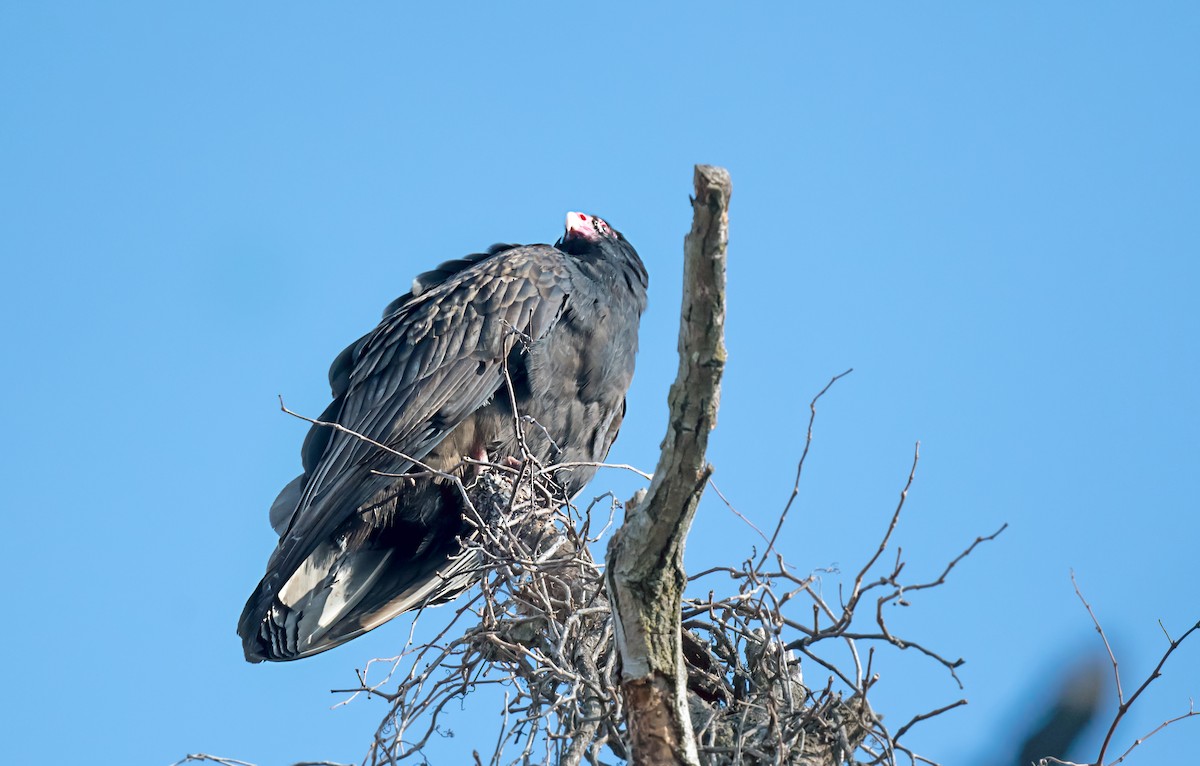 Aura Gallipavo - ML646752411