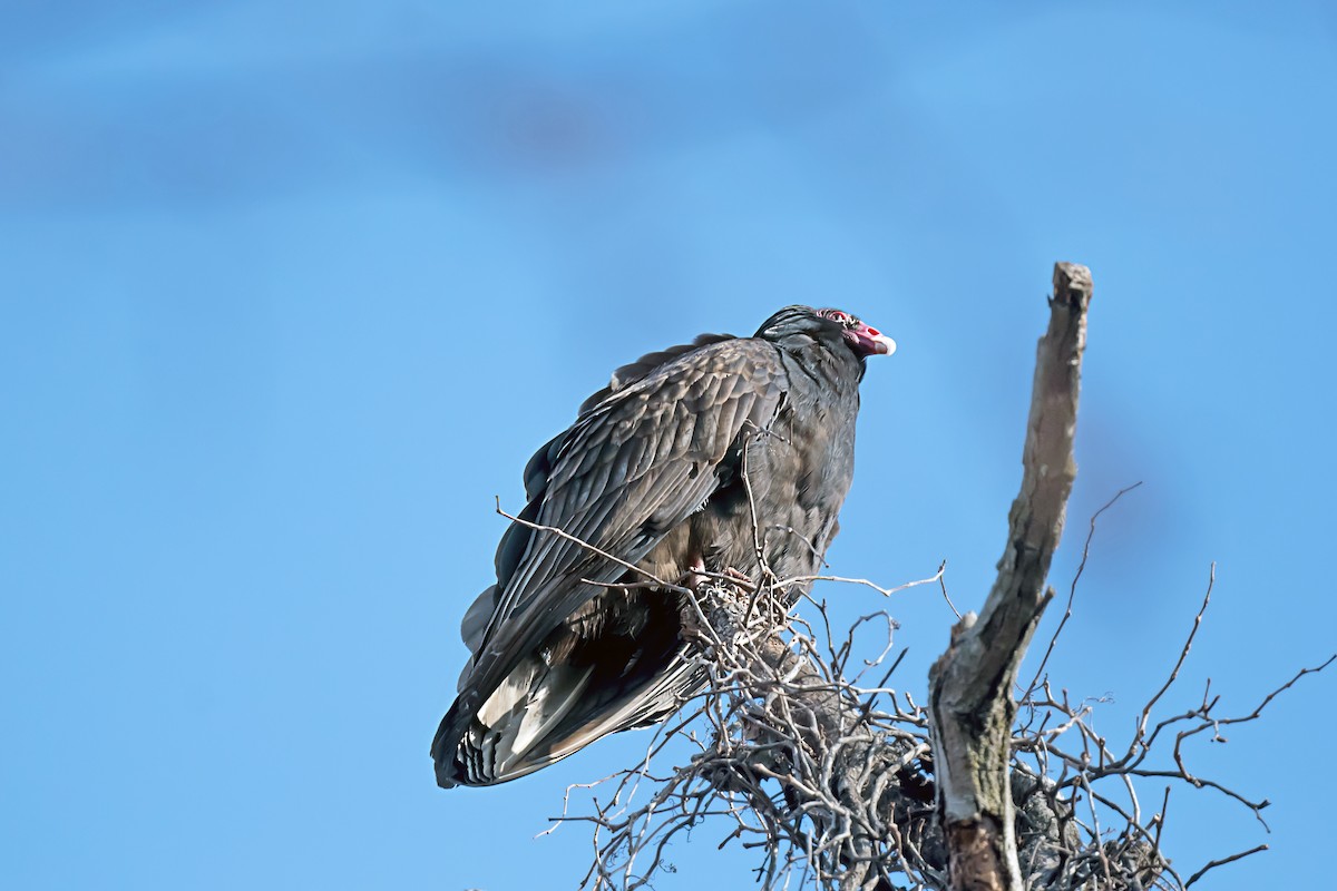 Aura Gallipavo - ML646752412