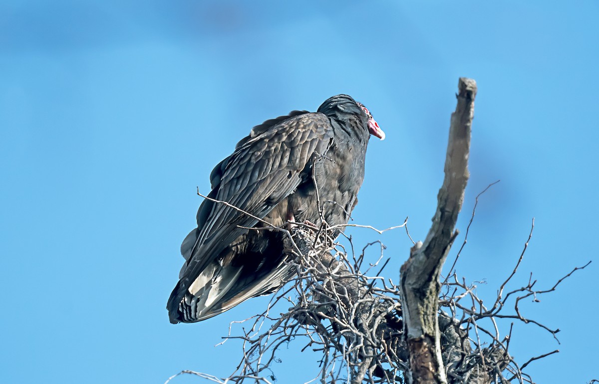 Aura Gallipavo - ML646752413