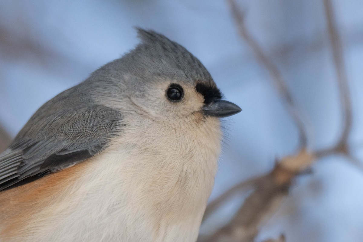 Grauhäubchenmeise - ML646752414