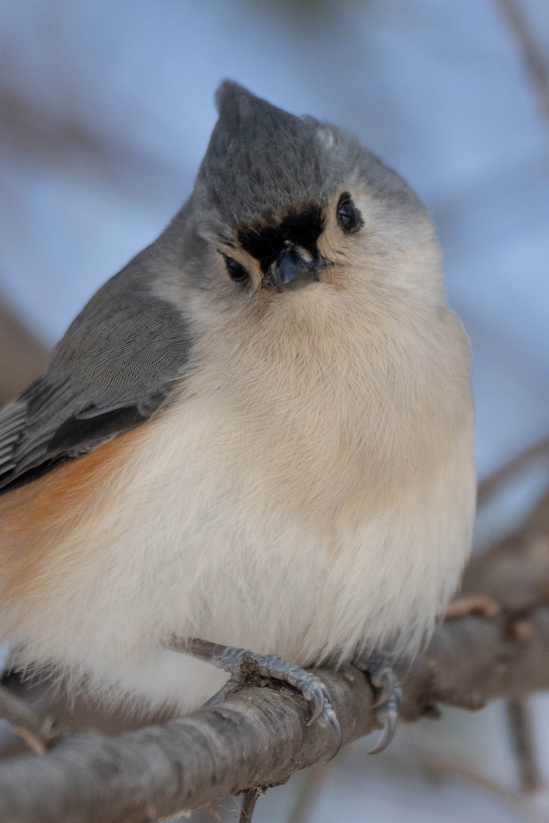 Grauhäubchenmeise - ML646752415