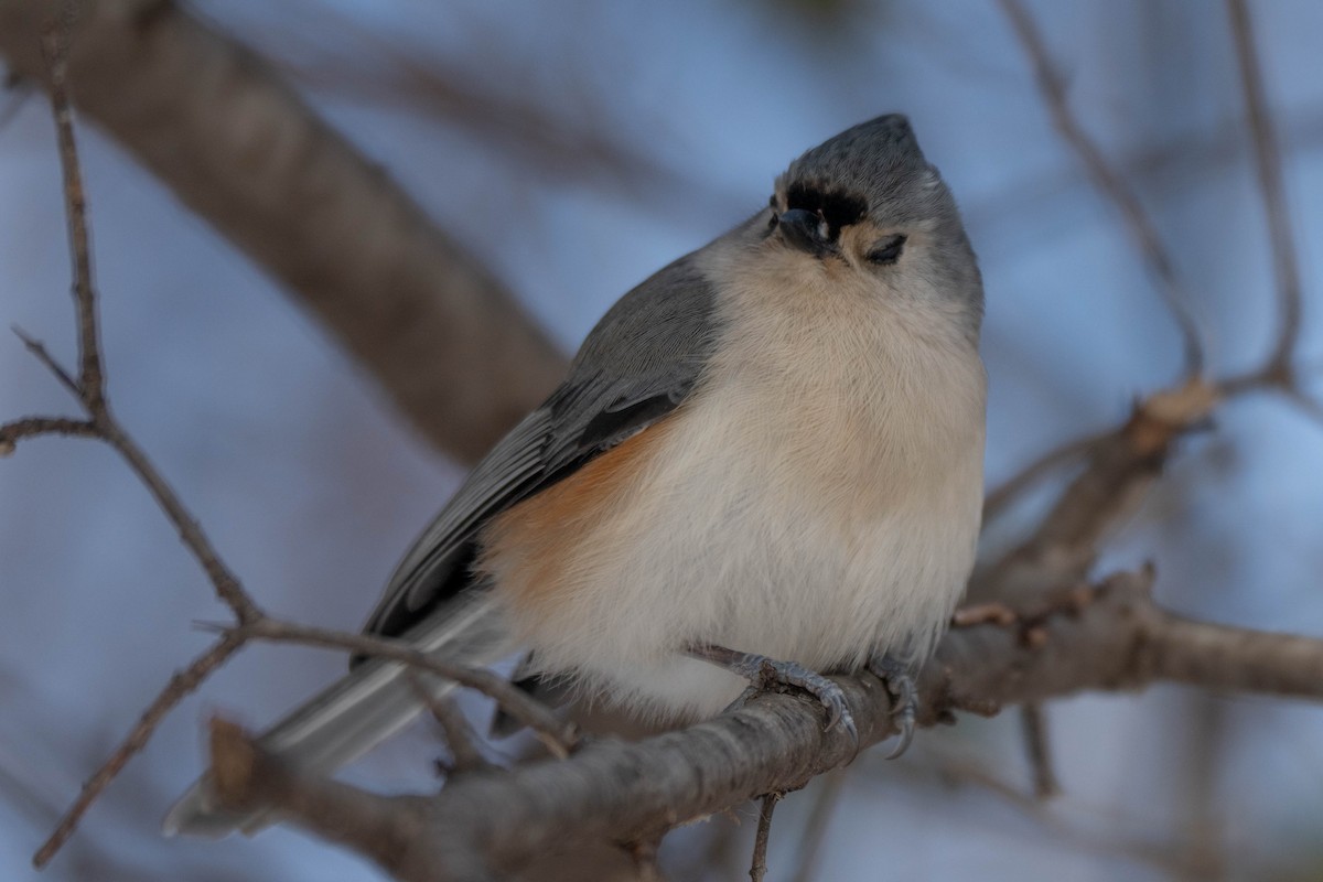 Grauhäubchenmeise - ML646752416