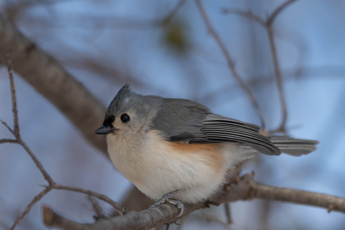 Grauhäubchenmeise - ML646752417