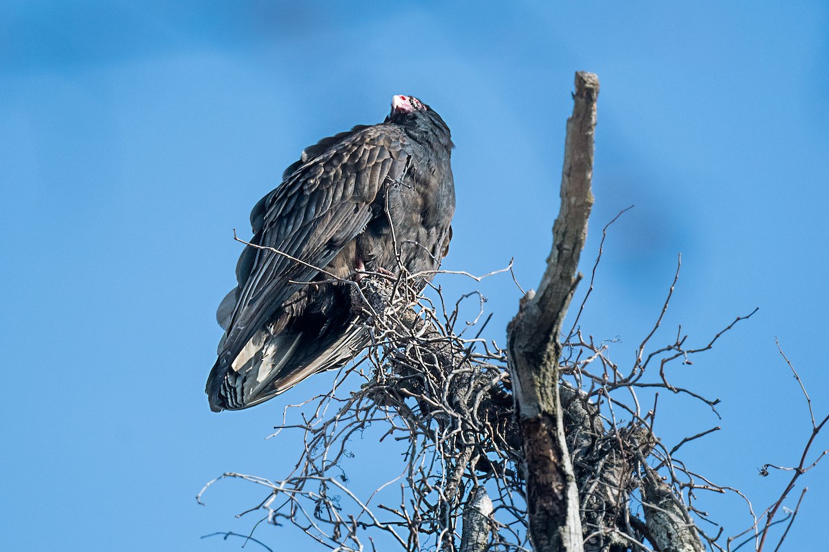 Aura Gallipavo - ML646752418