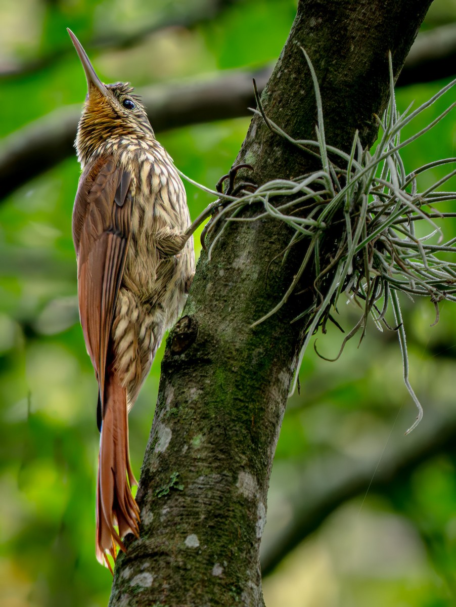 Streak-headed Woodcreeper - ML646752419