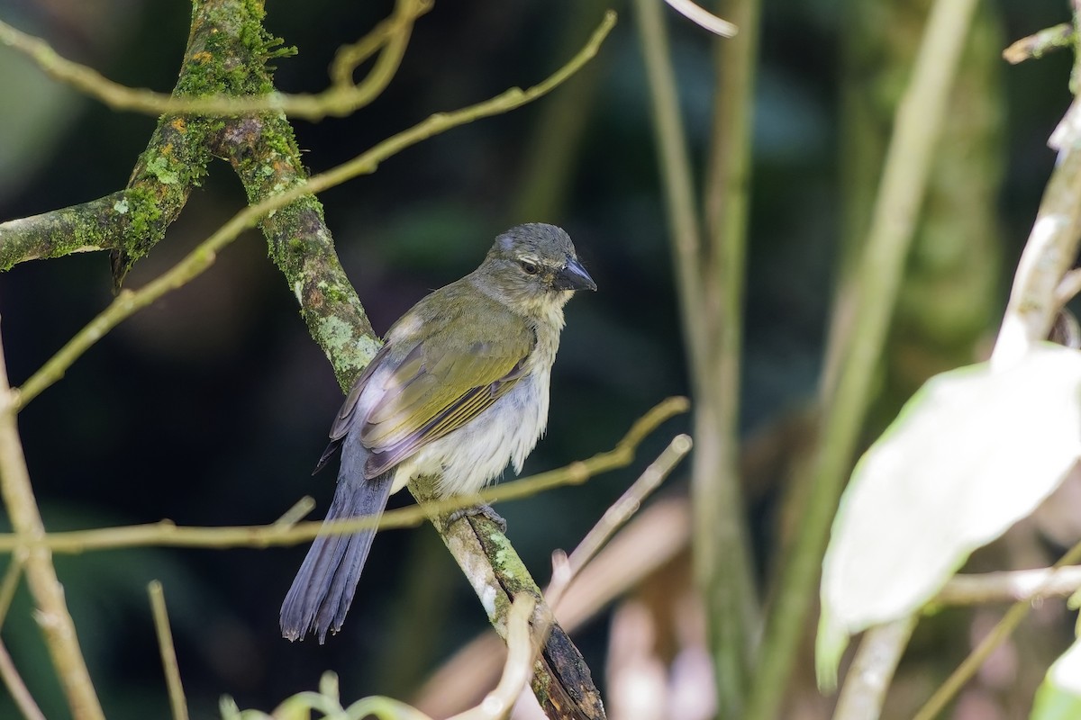 Streaked Saltator - ML646752420