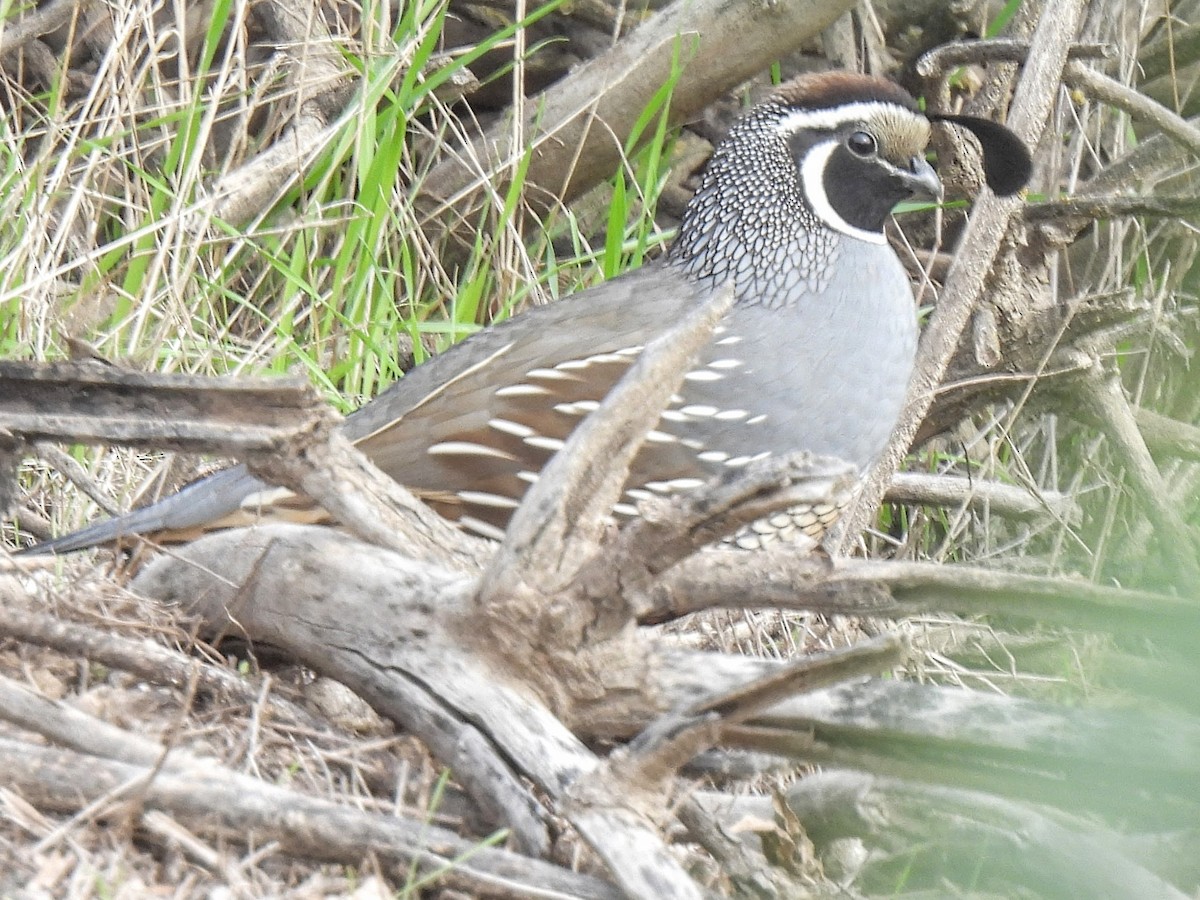 Galeper kaliforniarra - ML646752422