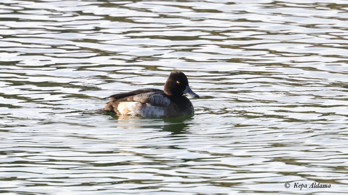 Lesser Scaup - ML646752426