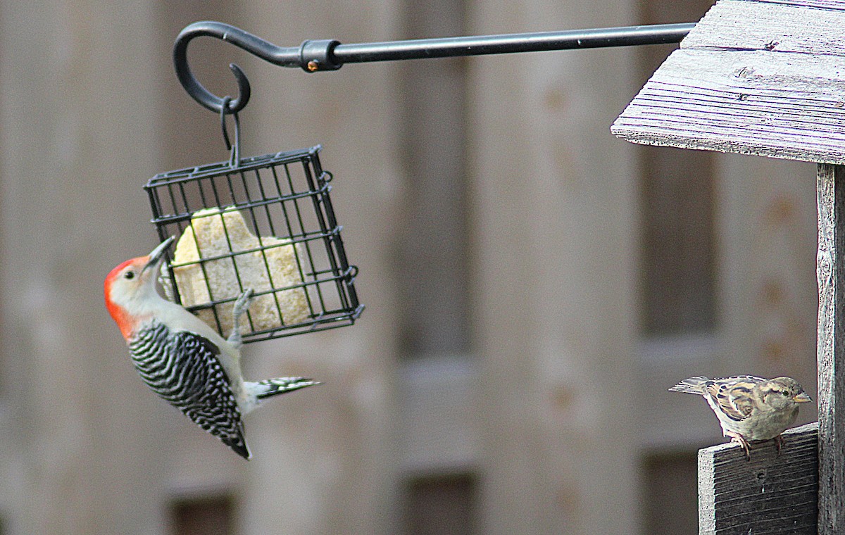 家麻雀 - ML646752427