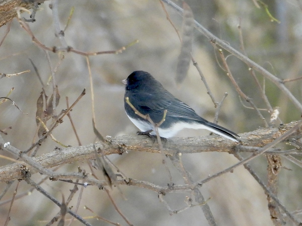 Серый юнко - ML646752429