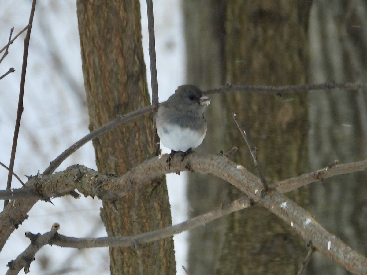 Серый юнко - ML646752430