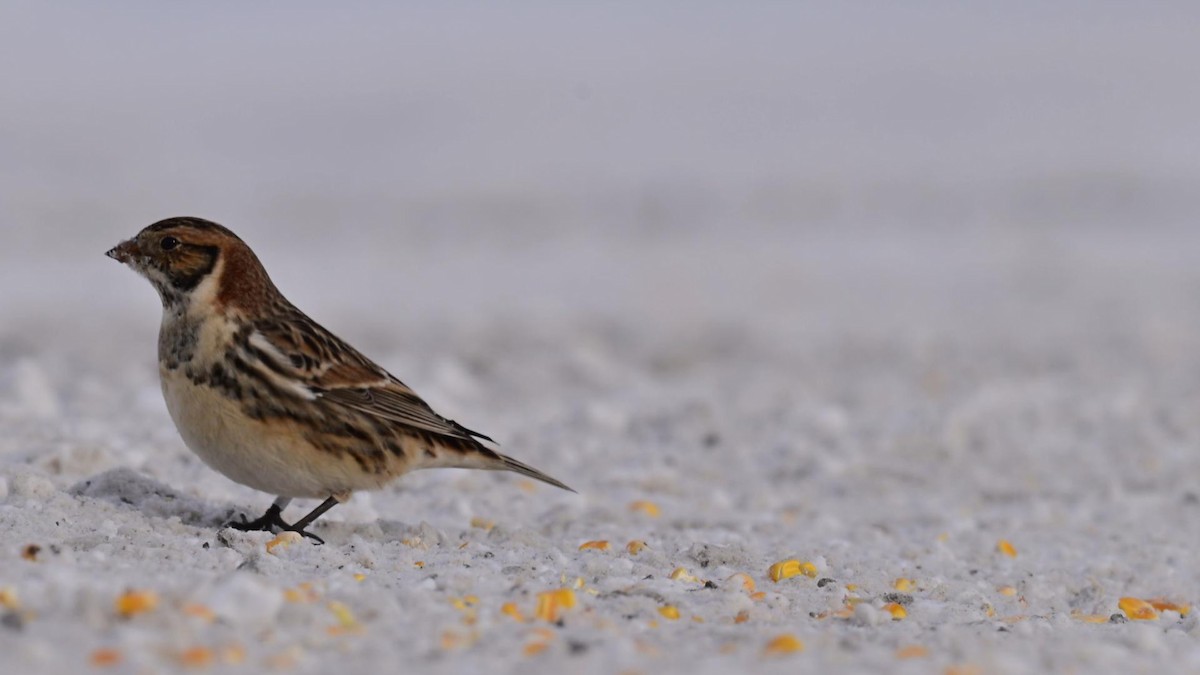 Lapland Longspur - ML646752432