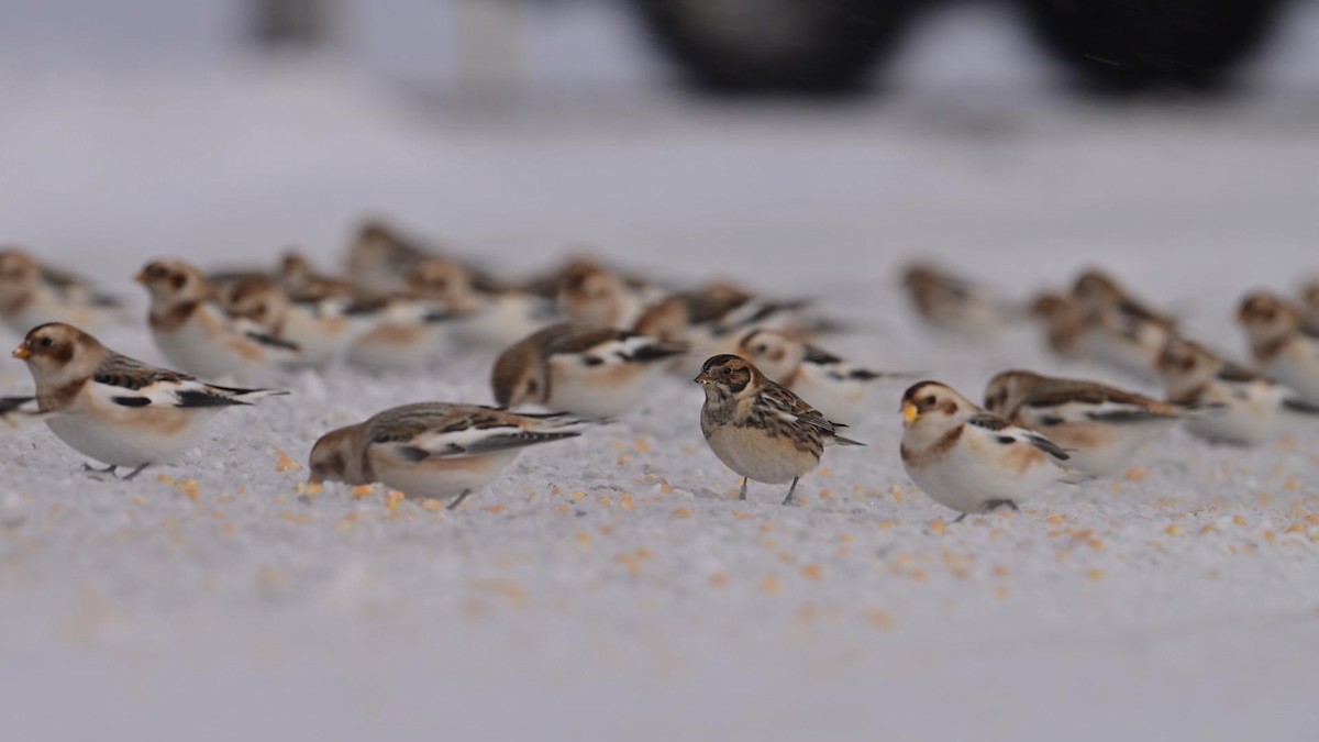 Lapland Longspur - ML646752433