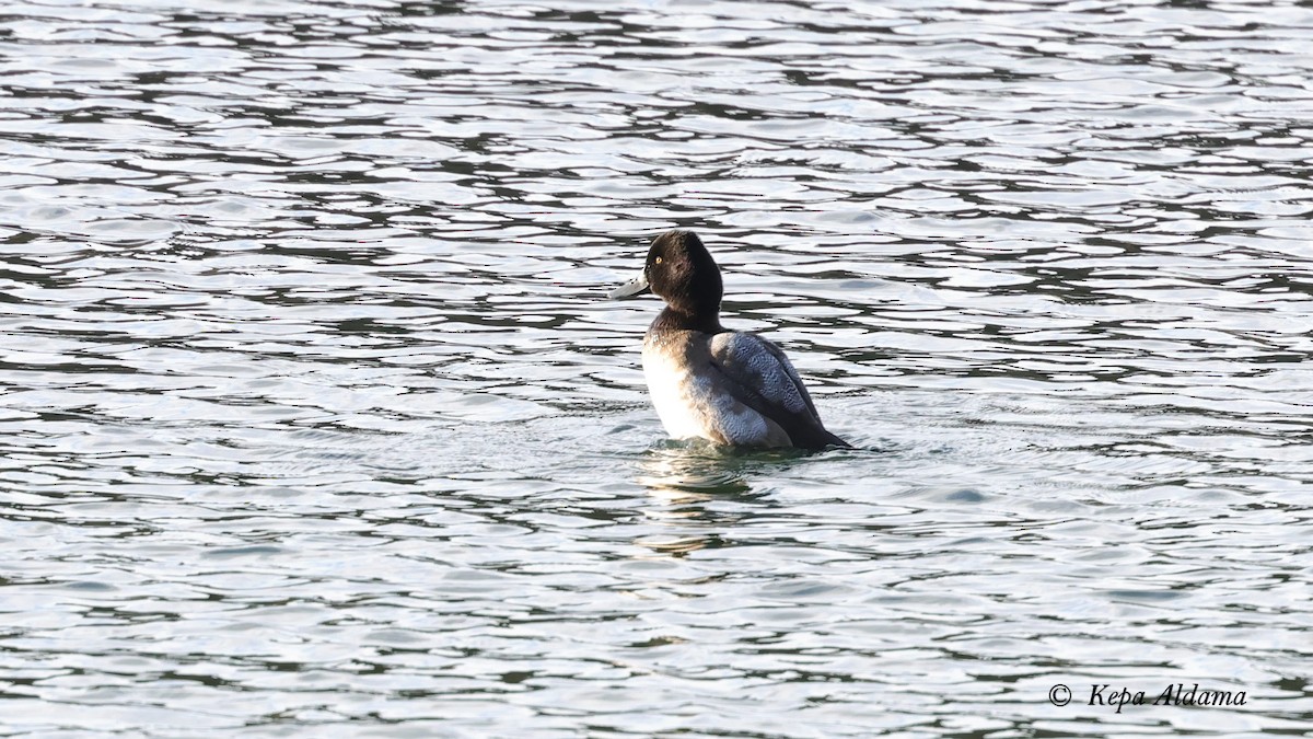 Lesser Scaup - ML646752434