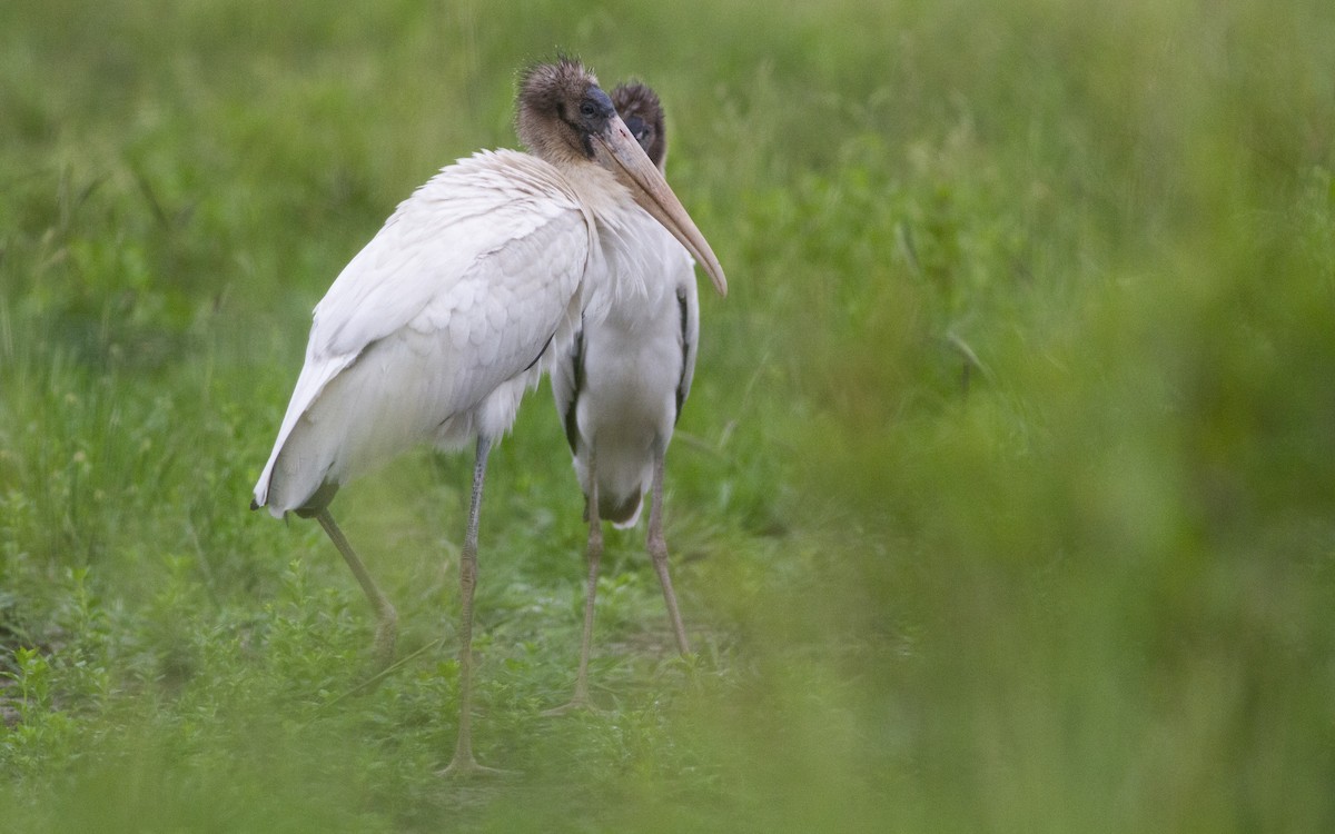 Wood Stork - ML646752435