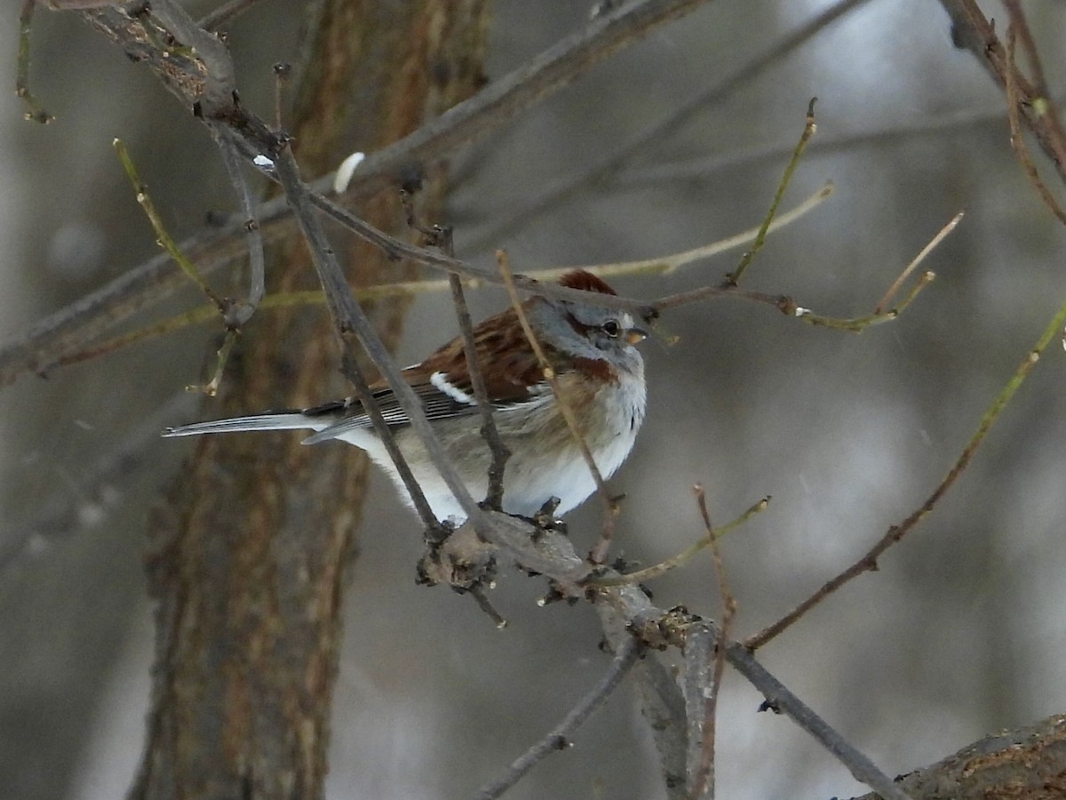 Воробьиная овсянка - ML646752436