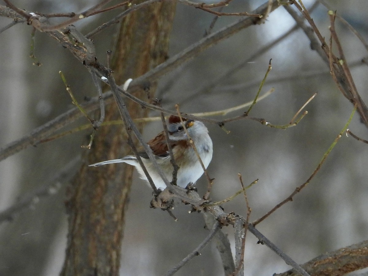 Воробьиная овсянка - ML646752437