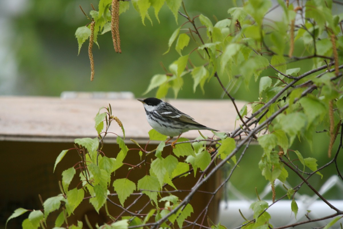 Streifenwaldsänger - ML646752438